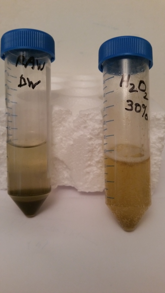 Left- raw collected mass, after filtration and rinse with DW. Right - after 5 hour of digestion with H2O2 30%, RT.jpg