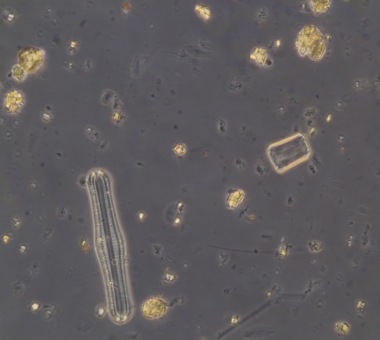 24 hours H2O2 RT then 1 hour boiling. Diatoms are mostly clean (10).JPG