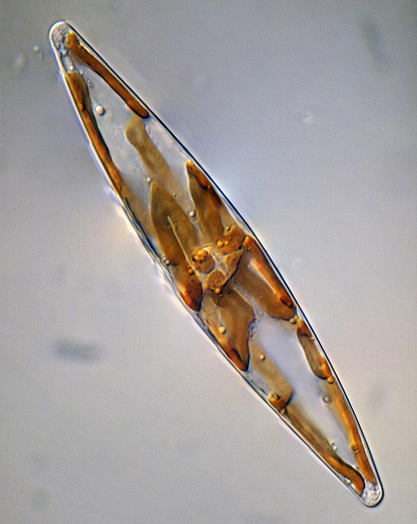 Mareine Diatom (130µm).jpg