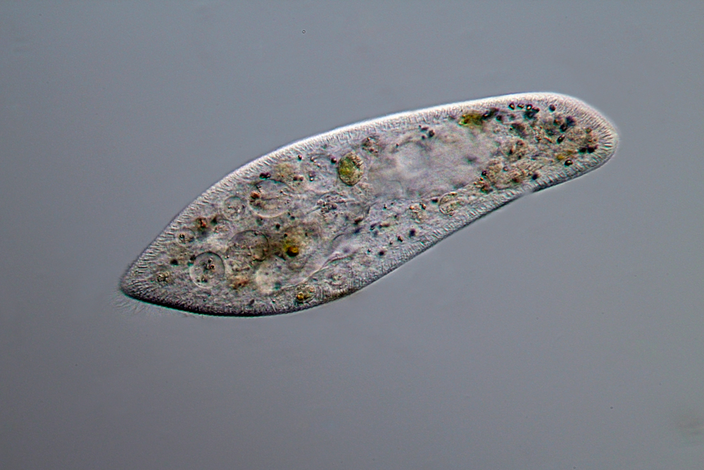 paramecium-GUFweb.jpg