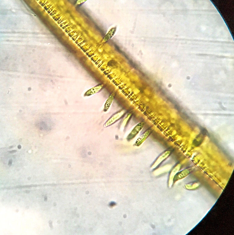 Euglena sp - Protista - Protist (size).jpg