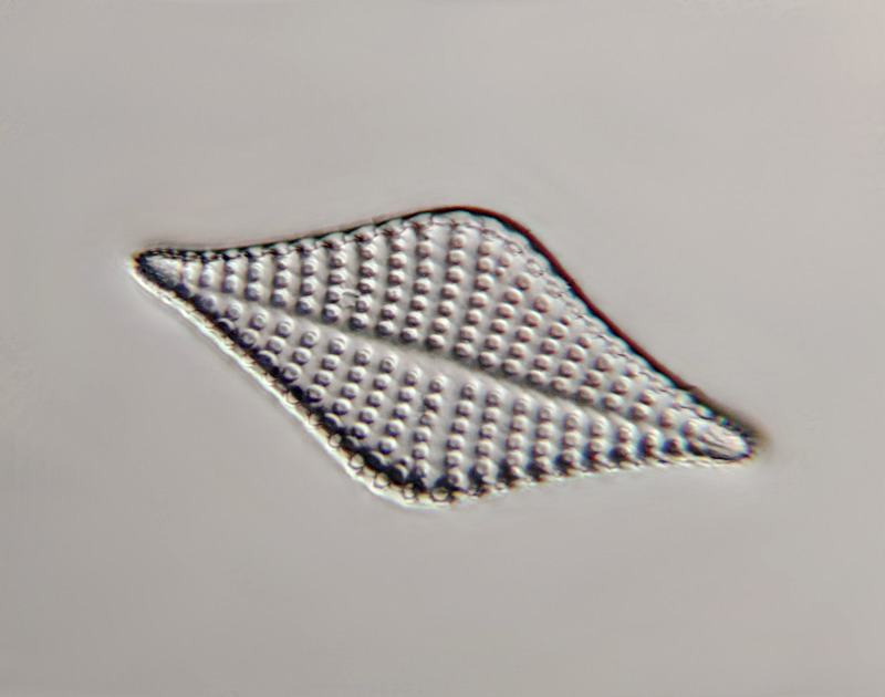 90µm Stack of 12