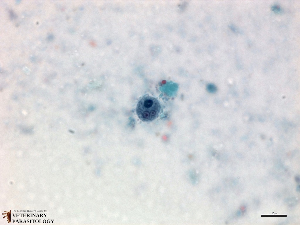 Entamoeba histolytica trichrome stain (3 stack) (Logo).jpg