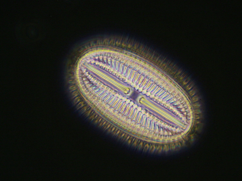 55µm