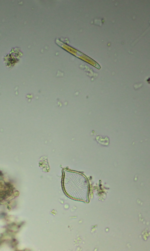 diatom_7.JPG