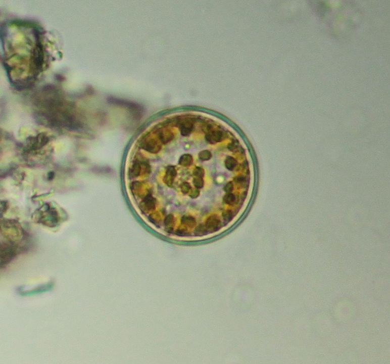 diatom_6.JPG