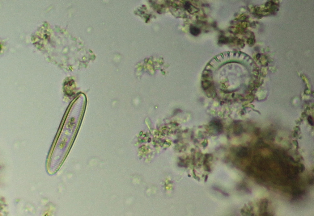 diatom_3.JPG