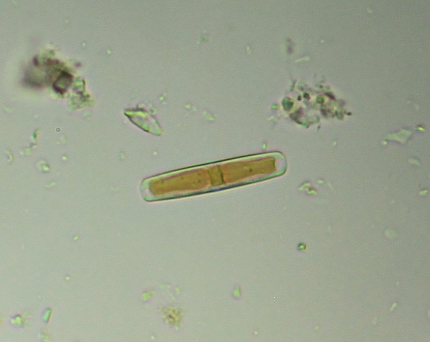 diatom_1.JPG