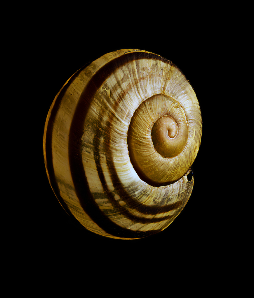 snailshellpano1reduced4web.jpg