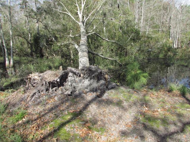 Some Hurricane Michael Damage 001.jpg