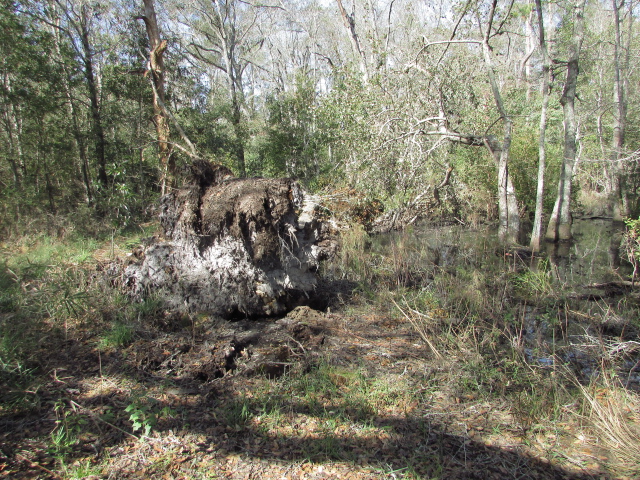 Some Hurricane Michael Damage 002.jpg