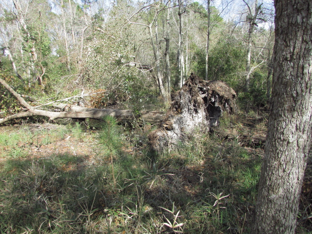 Some Hurricane Michael Damage 003.jpg