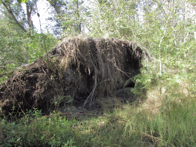 Some Hurricane Michael Damage 004.jpg