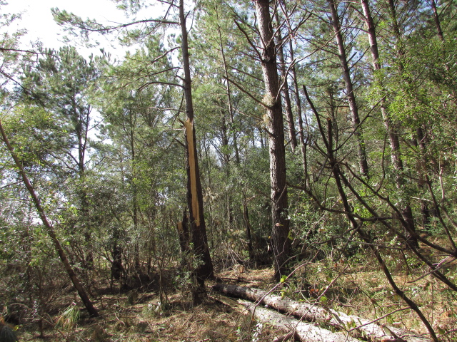 Some Hurricane Michael Damage 006.jpg