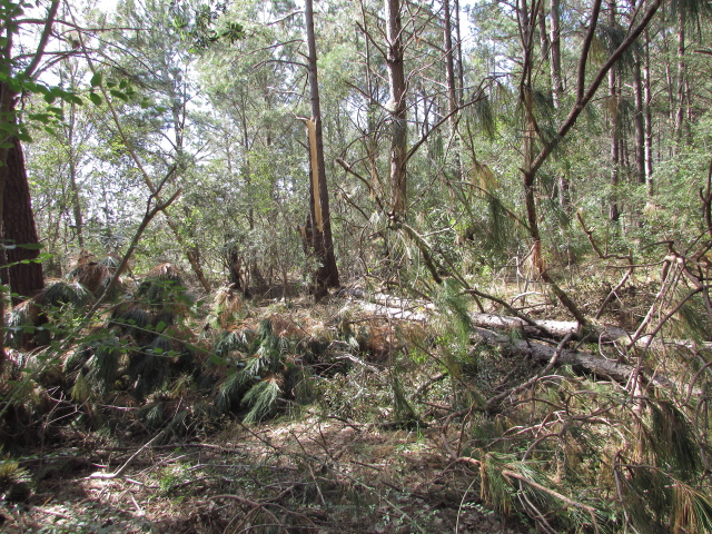 Some Hurricane Michael Damage 007.jpg