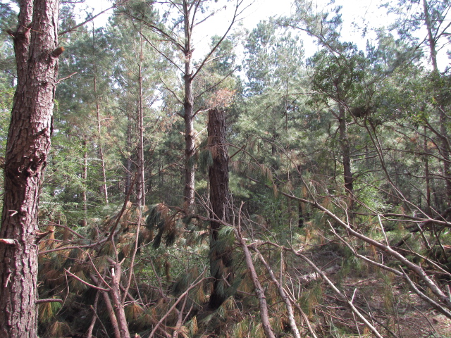 Some Hurricane Michael Damage 008.jpg