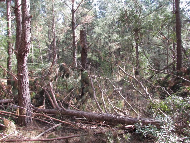 Some Hurricane Michael Damage 009.jpg