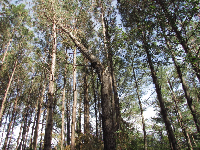 Some Hurricane Michael Damage 010.jpg