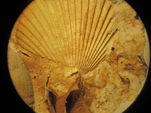 Fossil BiValve 003.jpg