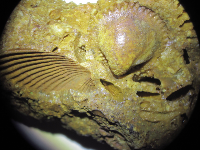 Fossils In Chert 004.jpg