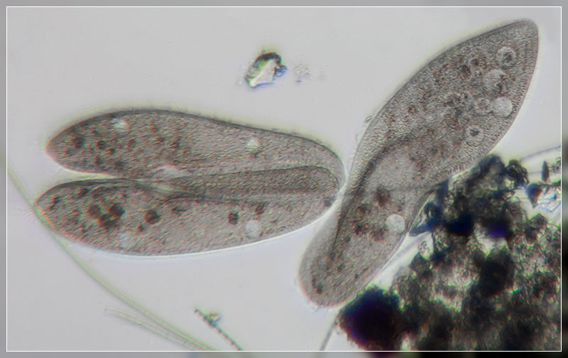 Paramecium-caudatum_GNZ20181101-03498.jpg