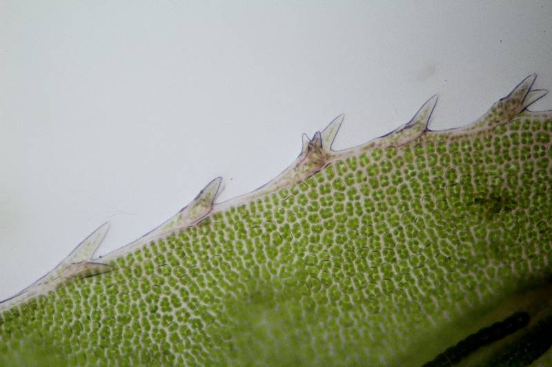 ws_double teeth along leaf edge.jpg