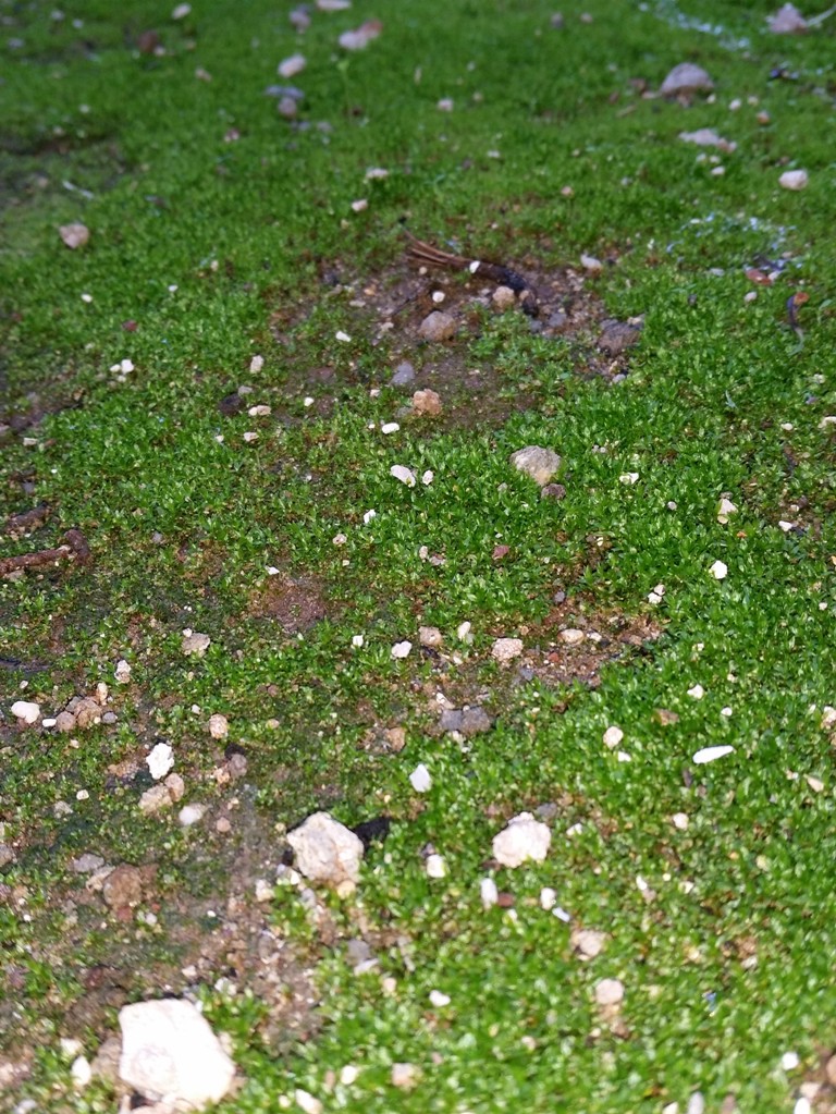 moss patches on the ground.jpg