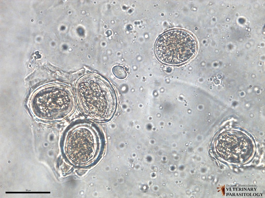 3c Ascaris lumbricoides eggs (50 um) (Small).jpg