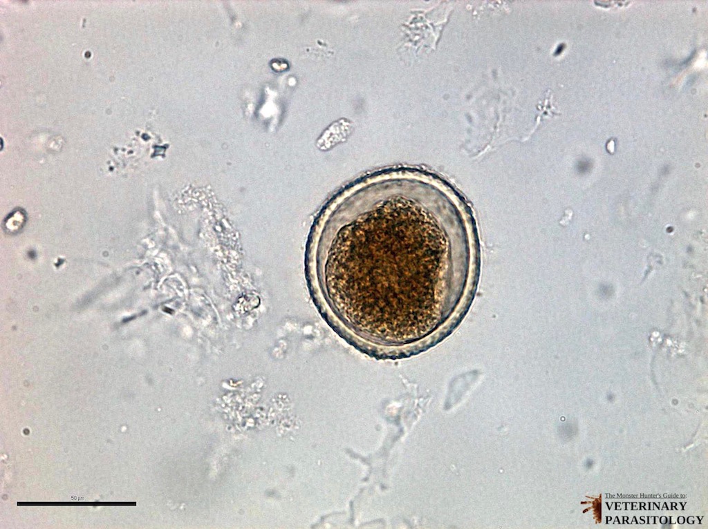 1c Toxocara sp eggs (50 um) (Small).jpg