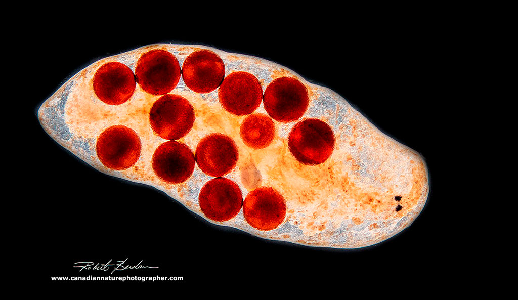 Flatworm - unidentified species with Darkfield microscopy