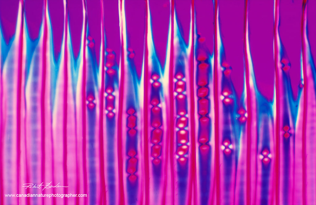 White Pine - polarizing microscopy with a full wave plate