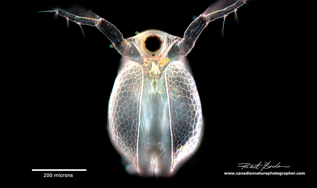 Daphnia sp frontal view - focus stack with 2.5X objective