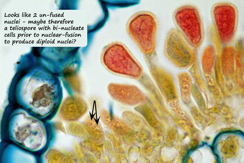 ws fungus labelled 4.jpg