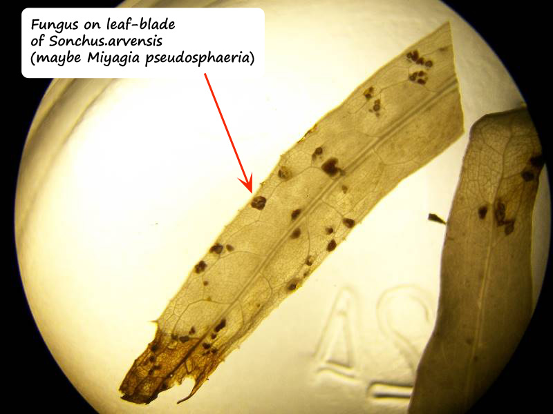 ws fungus labelled 1.jpg