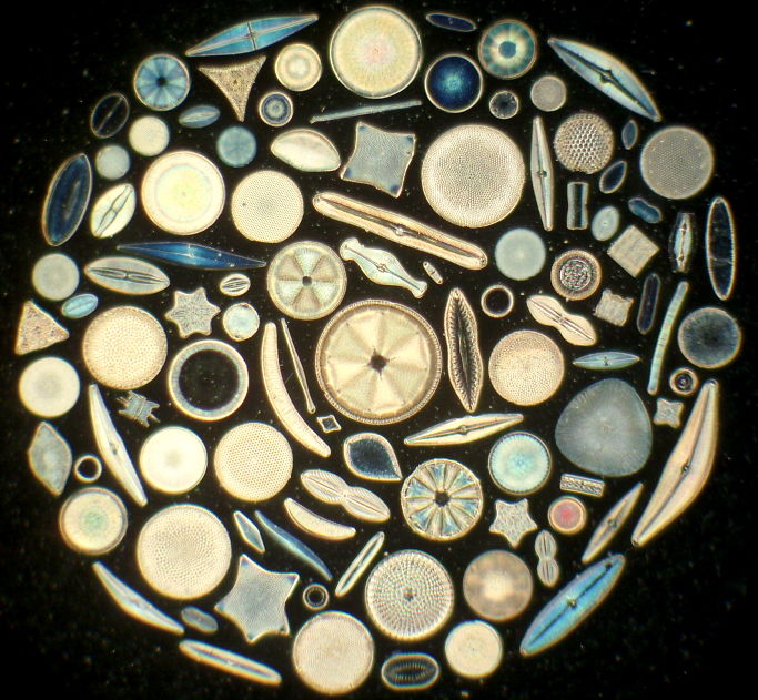 Diatoms.JPG