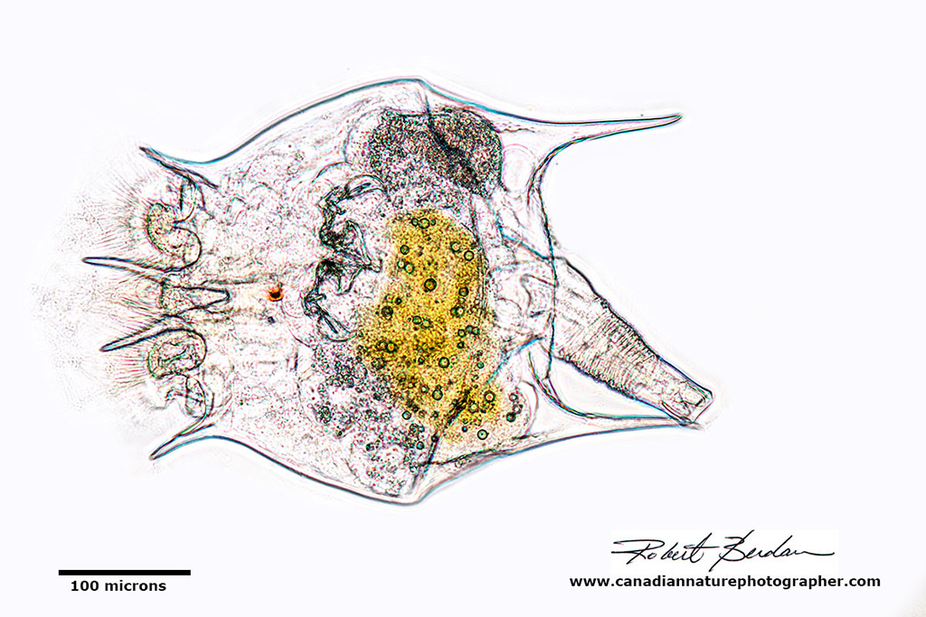 Wrong Phase ring - created a sketch like effect on my Axioscope