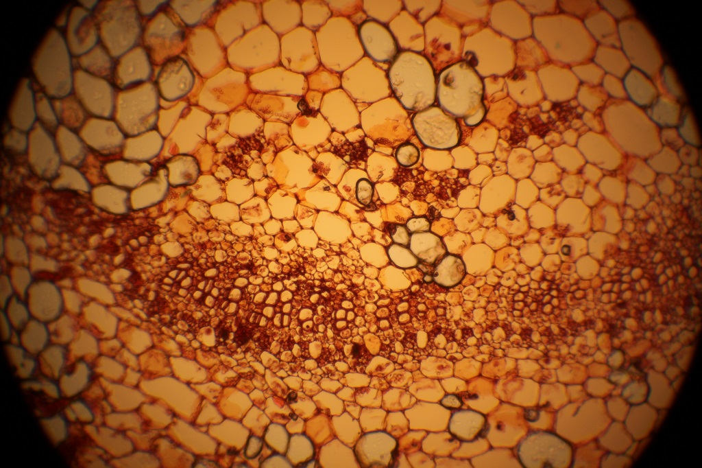 Hydrangea, sectioned with a razor and hydrated. Stained with safranine