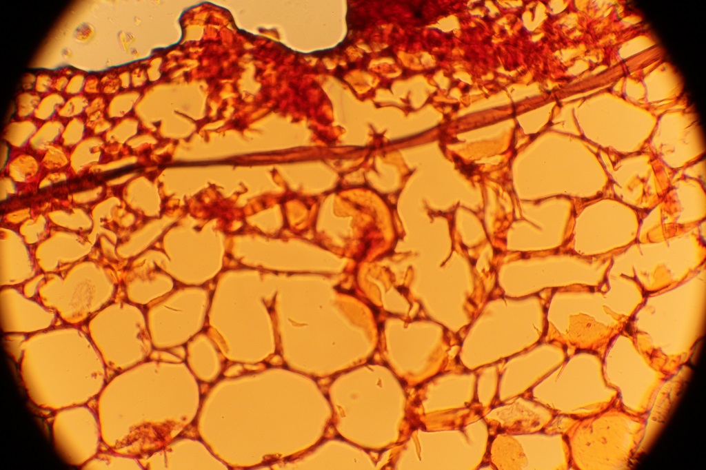 Hydrangea, sectioned with a razor and hydrated. Stained with safranine