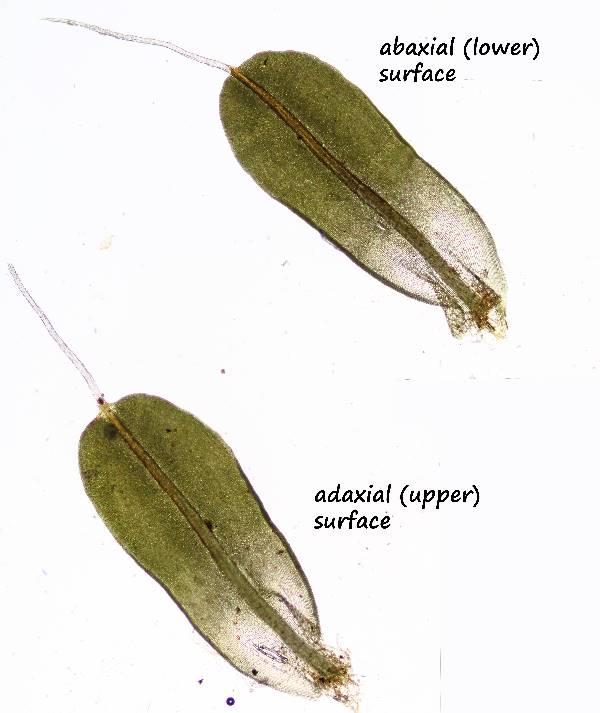 ws_moss leaf and stem hand sections (20).jpg
