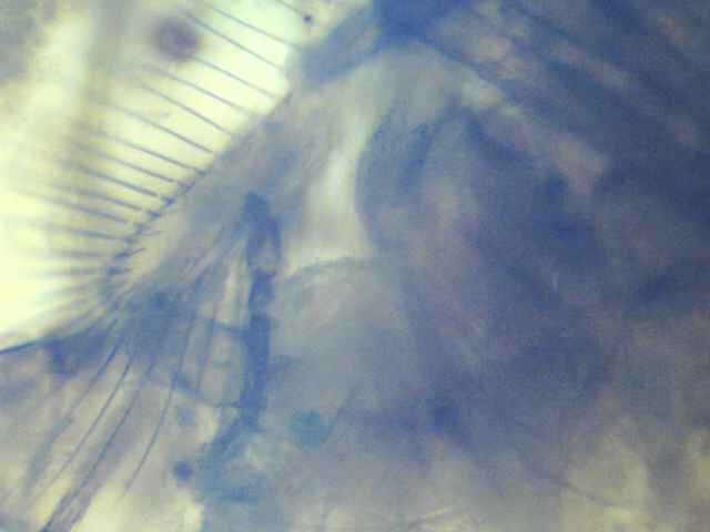 122418 unk - insect larvae qm.png