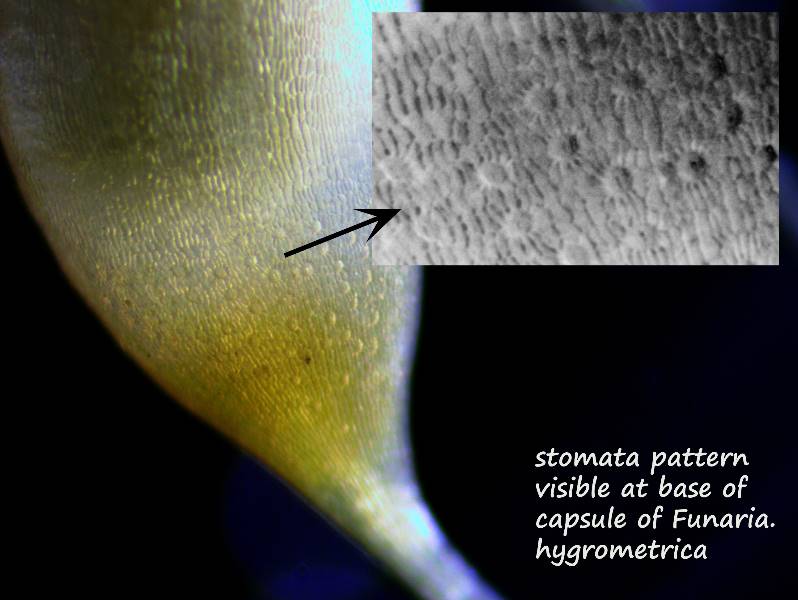 ws_capsule stomata 1.jpg