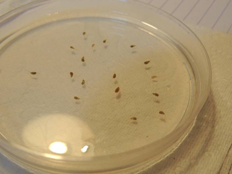 ws_capsules in setting agar.jpg