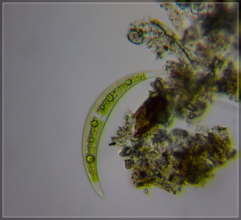 Araphid-Diatom_13-microns-Horn-to-Horn_20X_GNZ20190117-00239-BR.jpg