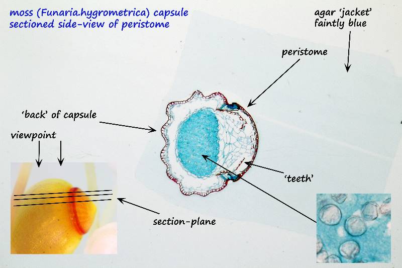 ws_capsule section slide 1.jpg