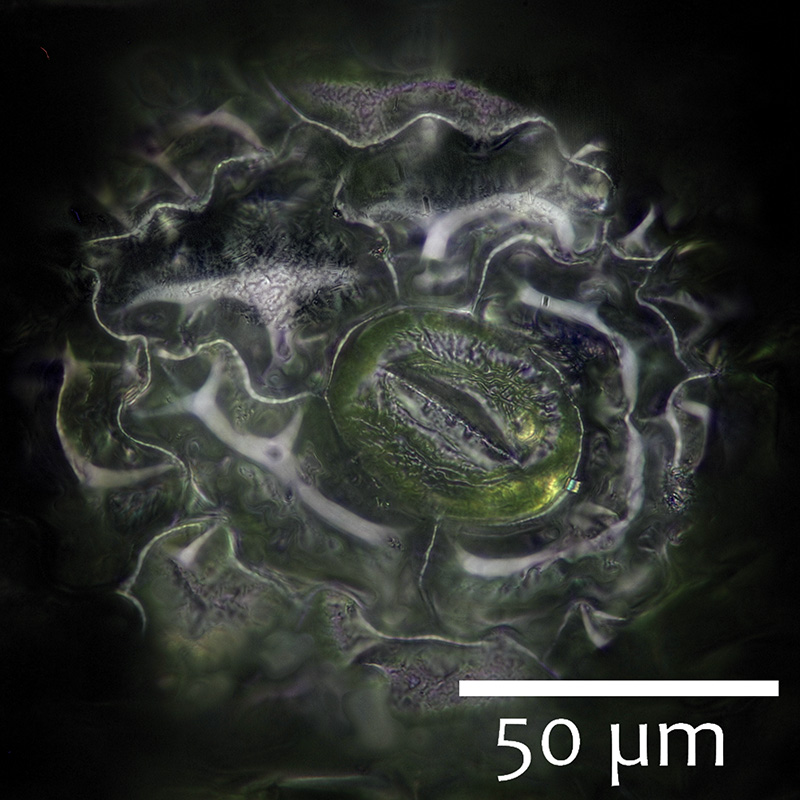stoma of Polypodium australe (dehyrated leaf). Nikon M-Plan 60x epi-illumination
