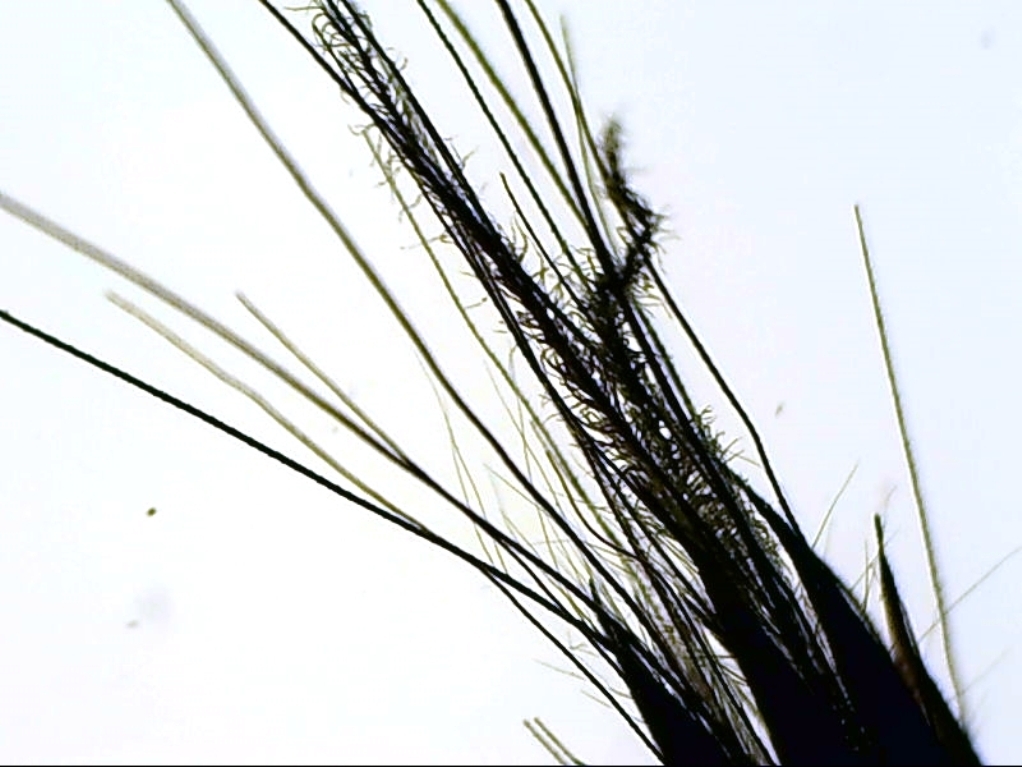 Pennisetum spike.jpg