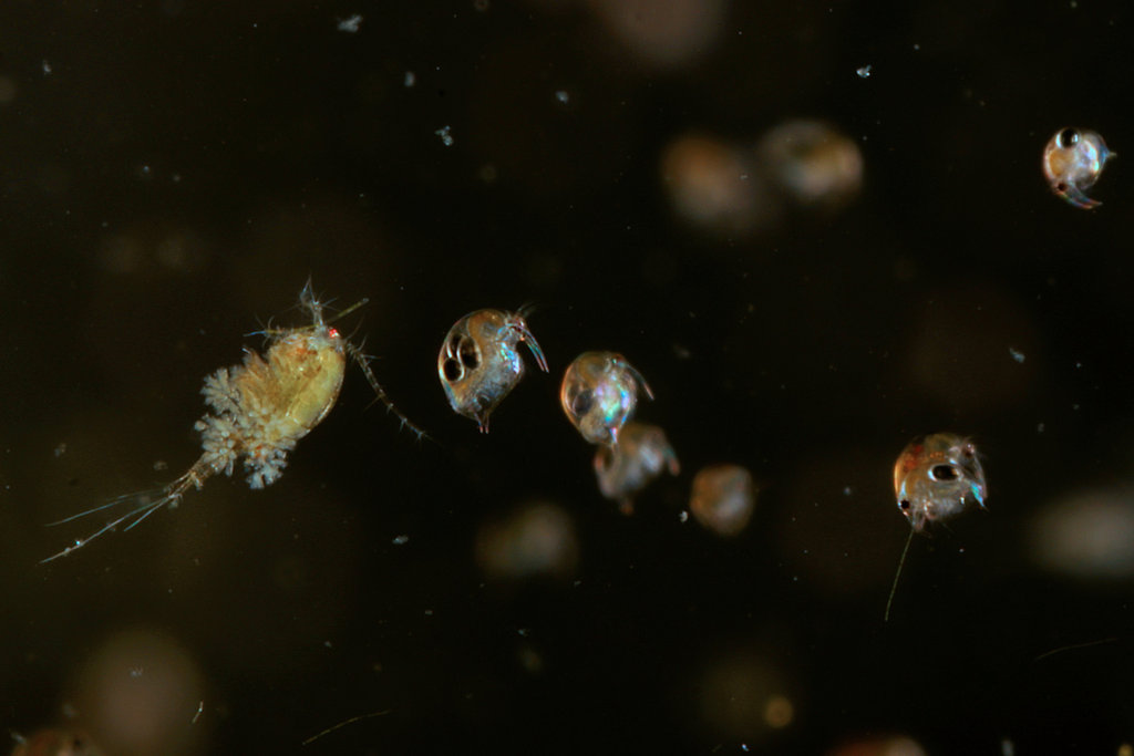 Copepod bearing peritrichs &amp; Bosmina