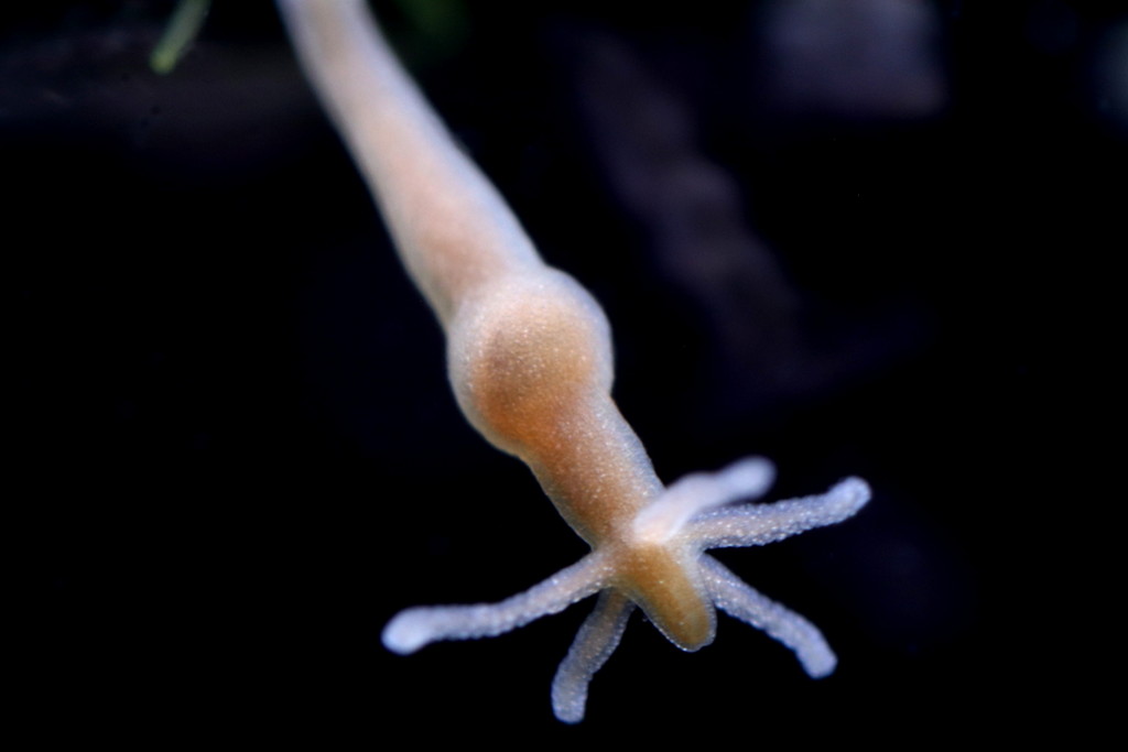 Male hydra - you can tell by the Adam's apple