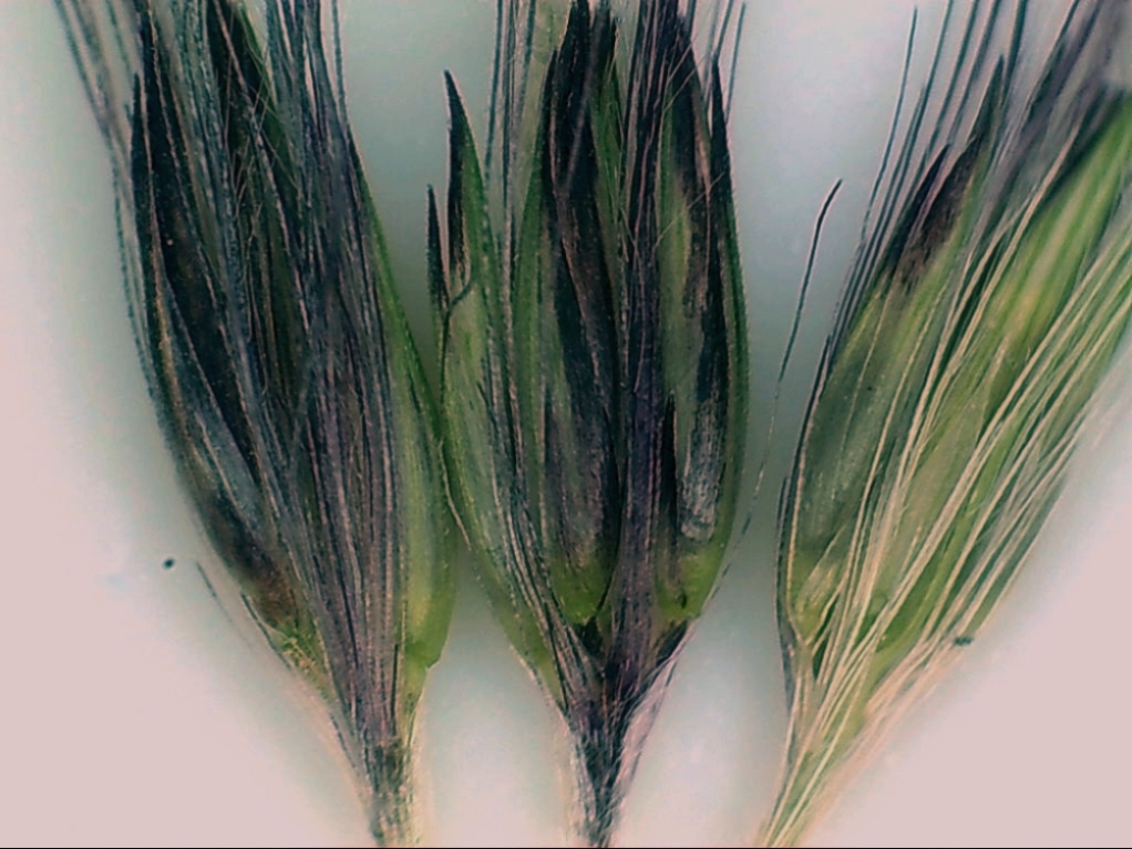 Pennisetum setaceum rubrum-3.jpg