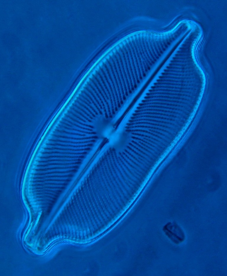 Diatom.jpg